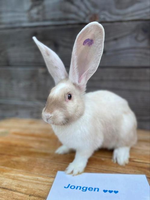 Knappe broers Duitse reuzen speciale kleur, Dieren en Toebehoren, Konijnen