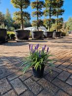 Liriope muscari 'Ingwersen' - Mooie Blauwe Bes, Tuin en Terras, Ophalen, Bodembedekkers, Vaste plant, Halfschaduw
