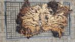schapenvachten (Skudde), Meerdere dieren, Schaap, 0 tot 2 jaar