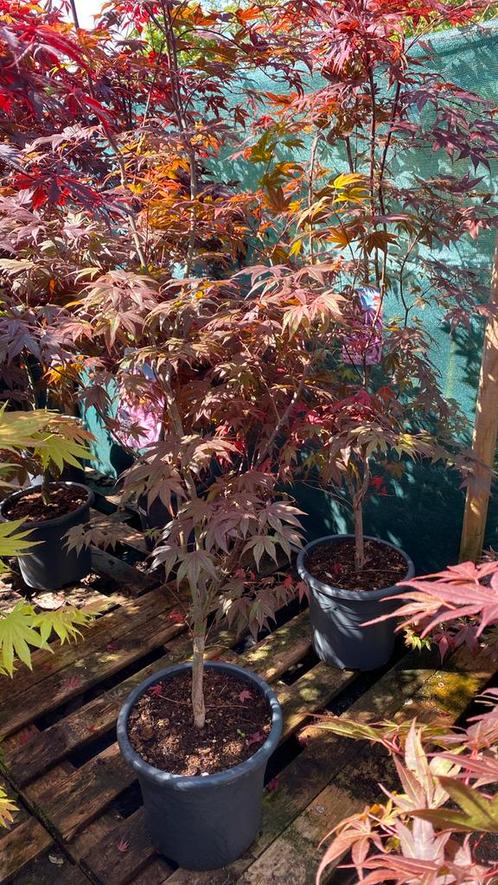 Japanse esdoorn ‘atropurpureum’, Tuin en Terras, Planten | Tuinplanten, Overige soorten, Halfschaduw, Bloeit niet, Ophalen