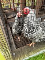 Wyandotte kriel haan zilver zwart, Dieren en Toebehoren, Mannelijk, Kip