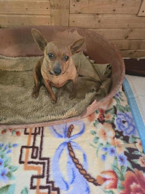 Lucy is een blije vrolijke actieve hond, Dieren en Toebehoren, Honden | Niet-rashonden, Klein, Teef, Particulier, Eén hond, Buitenland