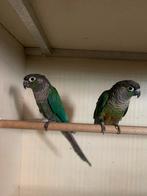 3 Pyrrhura’s, Dieren en Toebehoren, Vogels | Parkieten en Papegaaien, Geslacht onbekend, Parkiet, Tam