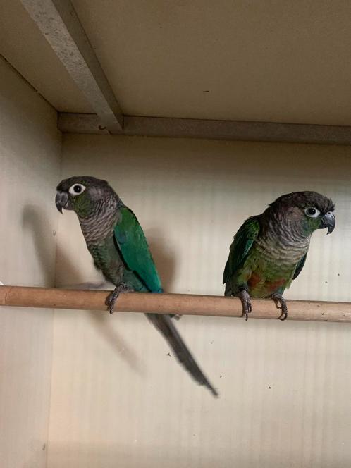3 Pyrrhura’s, Dieren en Toebehoren, Vogels | Parkieten en Papegaaien, Parkiet, Geslacht onbekend, Tam