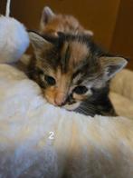 Nog 1 lieve kittens beschikbaar!, Dieren en Toebehoren, Katten en Kittens | Raskatten | Korthaar, Meerdere dieren, Ontwormd, 0 tot 2 jaar