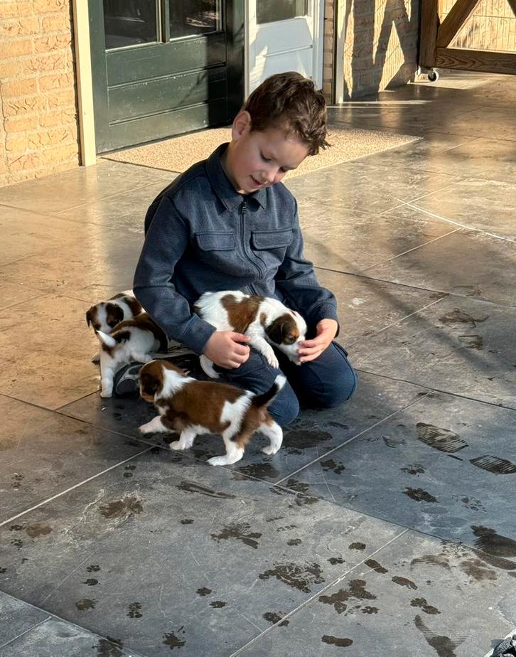 Kooiker, Dieren en Toebehoren, Honden | Retrievers, Spaniëls en Waterhonden, Meerdere dieren, Overige rassen, Fokker | Professioneel