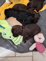Sprocker...pups.....nog 2 reutjes..., Dieren en Toebehoren, Overige rassen, 8 tot 15 weken, Meerdere, Meerdere dieren