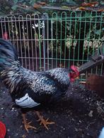 Toom krielkippjes, haan met 2 hennetjes, mooi mix van Cochin, Dieren en Toebehoren, Pluimvee, Kip