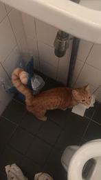 2 lieve kittens, Dieren en Toebehoren, Katten en Kittens | Overige Katten, Poes