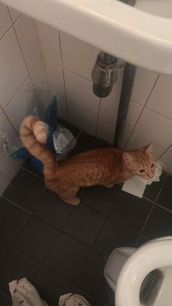 2 lieve kittens, Dieren en Toebehoren, Katten en Kittens | Overige Katten, Poes