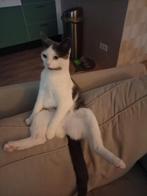 Gratis poes 1 jaar oud, Dieren en Toebehoren, Poes