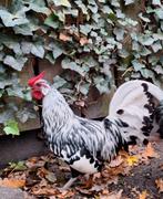 Silver hamburg spangled haan te koop (kriel haan), Dieren en Toebehoren, Mannelijk, Kip