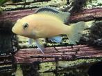 Labidochromis caeruleus Yellow, Dieren en Toebehoren, Vissen | Vijvervissen