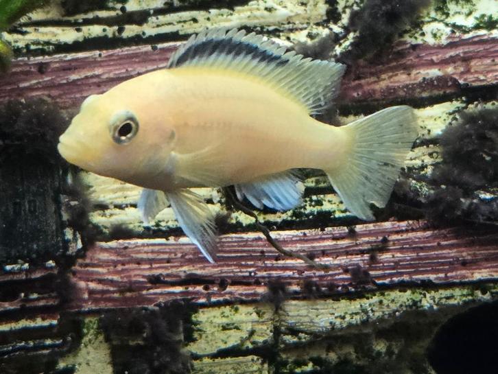 Labidochromis caeruleus Yellow, Dieren en Toebehoren, Vissen | Vijvervissen