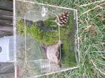 Leuk mini terrarium., Dieren en Toebehoren, Reptielen en Amfibieën | Toebehoren, Ophalen, Nieuw, Terrarium of Paludarium