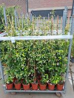 Trachelospermum jasminoides (Toscaanse Jasmijn wit ) OP=OP, Ophalen, Volle zon, Vaste plant, Klimplanten