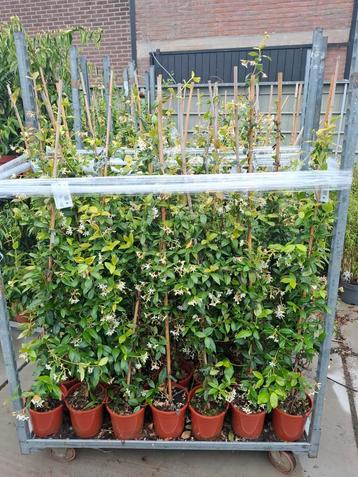 Trachelospermum jasminoides (Toscaanse Jasmijn wit ) OP=OP beschikbaar voor biedingen