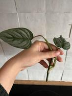 Philondendron Sodiroi stek 2, Huis en Inrichting, Kamerplanten, Ophalen, Overige soorten, Minder dan 100 cm