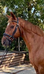 Lieve, werkwillige merrie, L, Gechipt, 11 jaar of ouder, Recreatiepony