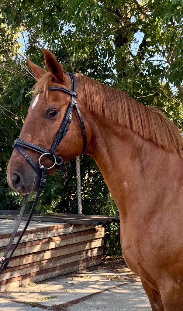 Lieve, werkwillige merrie, Dieren en Toebehoren, Pony's, Merrie, L, E pony (1.48m - 1.57m), Recreatiepony, 11 jaar of ouder, Gechipt
