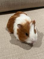 Cavia’s, Augustus, Meerdere dieren, Cavia
