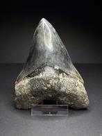 Megalodon haaientand 11cm Indonesie, Verzamelen, Mineralen en Fossielen, Ophalen of Verzenden, Fossiel