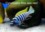 Cynotilapia afra jalo reef ( malawi cichliden), Vis