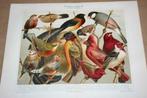 Antieke kleurenlitho - Uitheemse zangvogels - Ca 1900 !!, Antiek en Kunst, Ophalen of Verzenden