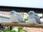 Diamantduifjes, 2 stuks (Winterhard), Dieren en Toebehoren, Vogels | Overige Vogels, Meerdere dieren, Tropenvogel