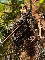 Trachycarpus Fortunei & Wagnerianus x Fortunei Zaden, Volle zon, Ophalen of Verzenden, Lente, Minder dan 100 cm