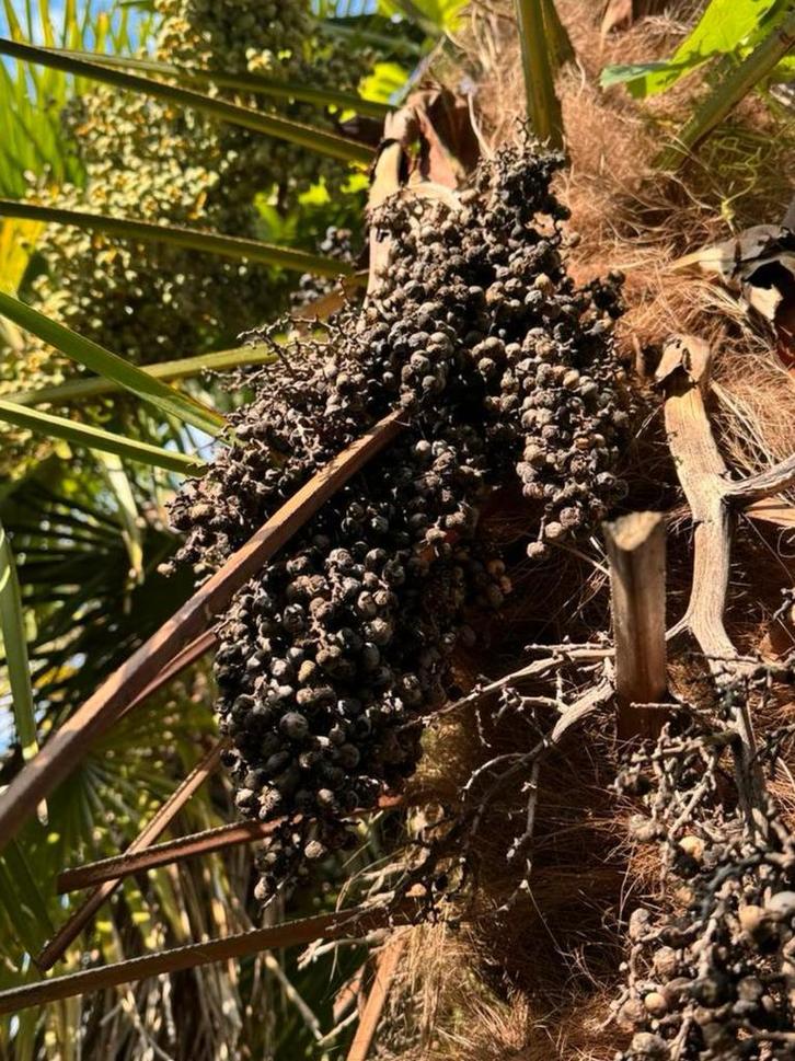 Trachycarpus Fortunei & Wagnerianus x Fortunei Zaden, Tuin en Terras, Planten | Bomen, Palmboom, Minder dan 100 cm, Volle zon