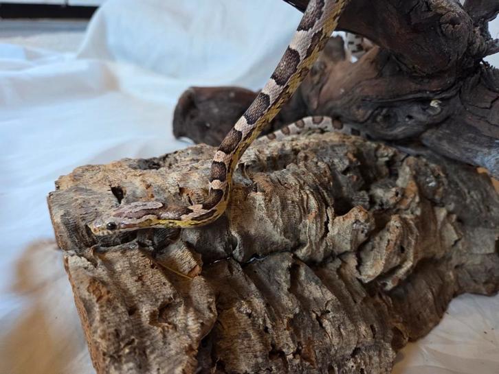 Rattenslang ANERY "SPECTRE" NK 22, Dieren en Toebehoren, Reptielen en Amfibieën, Slang, 3 tot 6 jaar