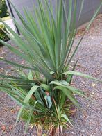 Yucca  winterhard bijna gratis, Overige soorten, Volle zon, Vaste plant, Ophalen of Verzenden