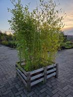Phyllostachys Bissetii, Tuin en Terras, Ophalen, Bamboe, 100 tot 250 cm