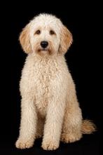 Dekreu pure AL  labradoodle  38 cm mini, Dieren en Toebehoren, Reu, 1 tot 2 jaar, Parvo, Eén hond