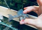 L333 Hypancistrus sp. Wild Pleco l nummer, Vis