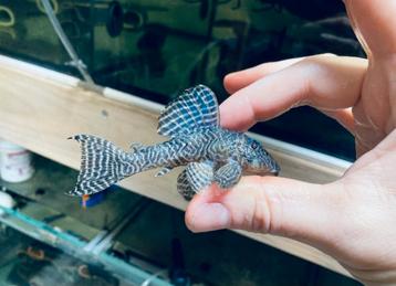 L333 Hypancistrus sp. Wild Pleco l nummer beschikbaar voor biedingen