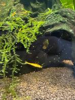 Citroen garnalen, Dieren en Toebehoren, Vissen | Aquariumvissen, Kreeft, Krab of Garnaal