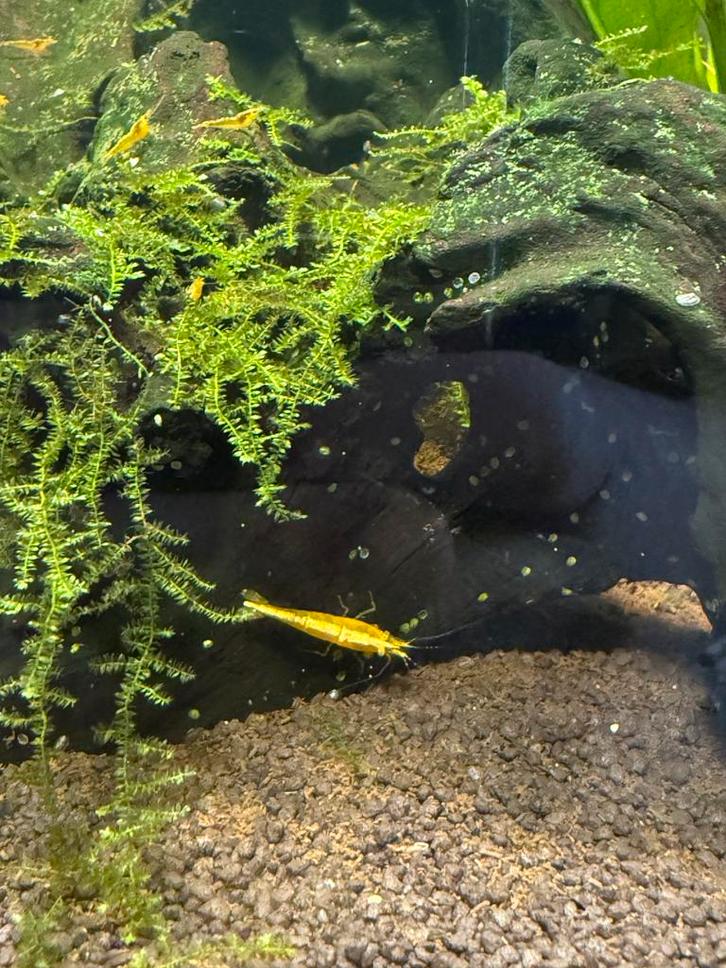 Citroen garnalen, Dieren en Toebehoren, Vissen | Aquariumvissen, Kreeft, Krab of Garnaal