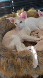 1 Oosterse korthaar katertje met stamboom mag nu verhuizen, Dieren en Toebehoren, Katten en Kittens | Raskatten | Korthaar, Meerdere dieren