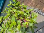 Tradescantia Green Hill (groot), Ophalen, Overige soorten, Minder dan 100 cm
