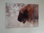 Grote afbeelding Bizon 121x88 cm, Antiek en Kunst, Ophalen