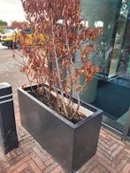 Plantenbak - Geschikt voor binnen en buiten, Tuin en Terras, Bloembakken en Plantenbakken, Ophalen, Tuin, Gebruikt, 100 cm of meer