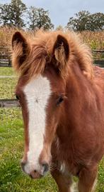 Prachtig Tinker merrie veulen, Merrie, Ontwormd, 0 tot 2 jaar