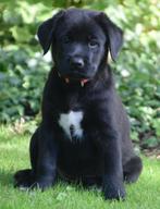 Labrador pups kruising, 8 tot 15 weken, CDV (hondenziekte), Meerdere, Meerdere dieren