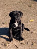 Cane corso pup teefje, 8 tot 15 weken, Teef, Bulldog, Eén hond