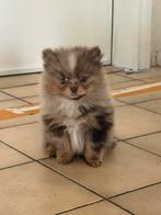 Lieve dwergkees pup, Dieren en Toebehoren, Honden | Poolhonden, Keeshonden en Oertypen, België, Particulier, Keeshond, 15 weken tot 1 jaar