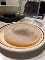 Organic Kombucha SCOBY – Healthy & Active Starter Culture, Ophalen