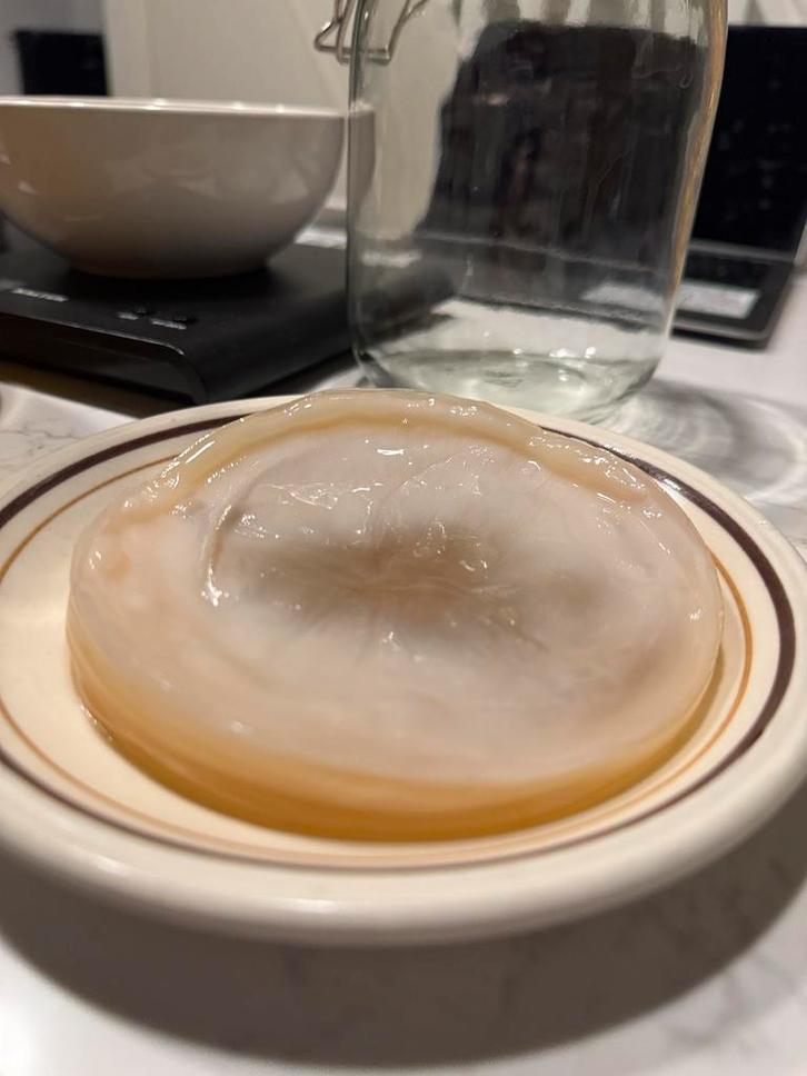 Organic Kombucha SCOBY – Healthy & Active Starter Culture, Diversen, Levensmiddelen, Ophalen