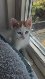 • Kittens • LAATSTE kans !!!, Meerdere dieren